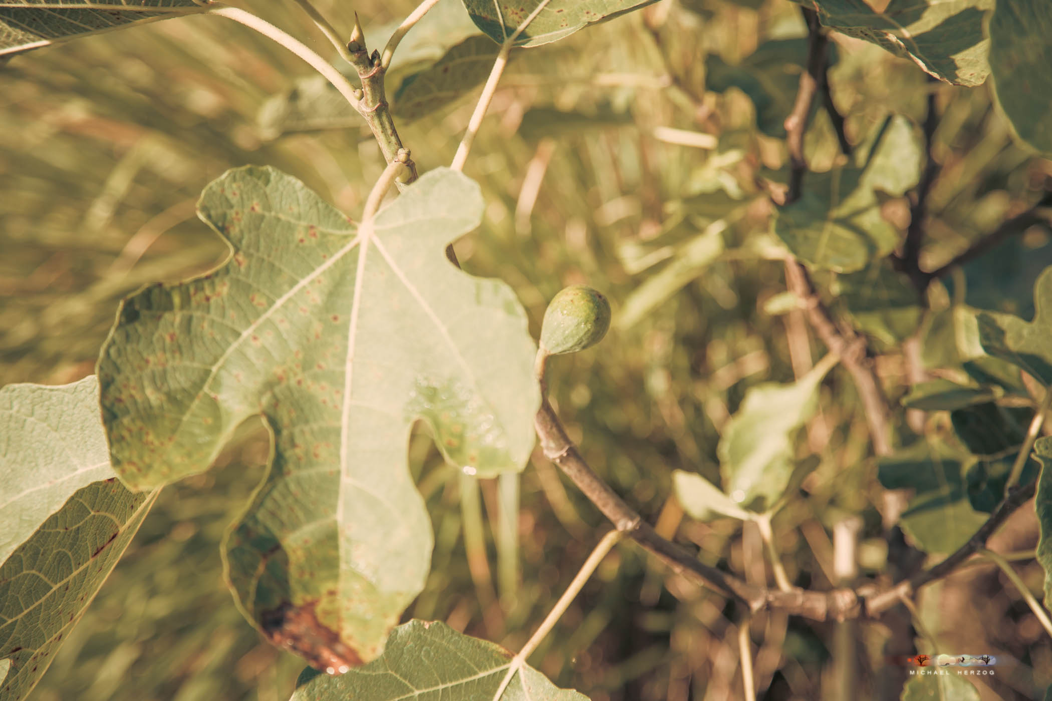 Garten_Herbst_MichaelHerzog-4460.jpg