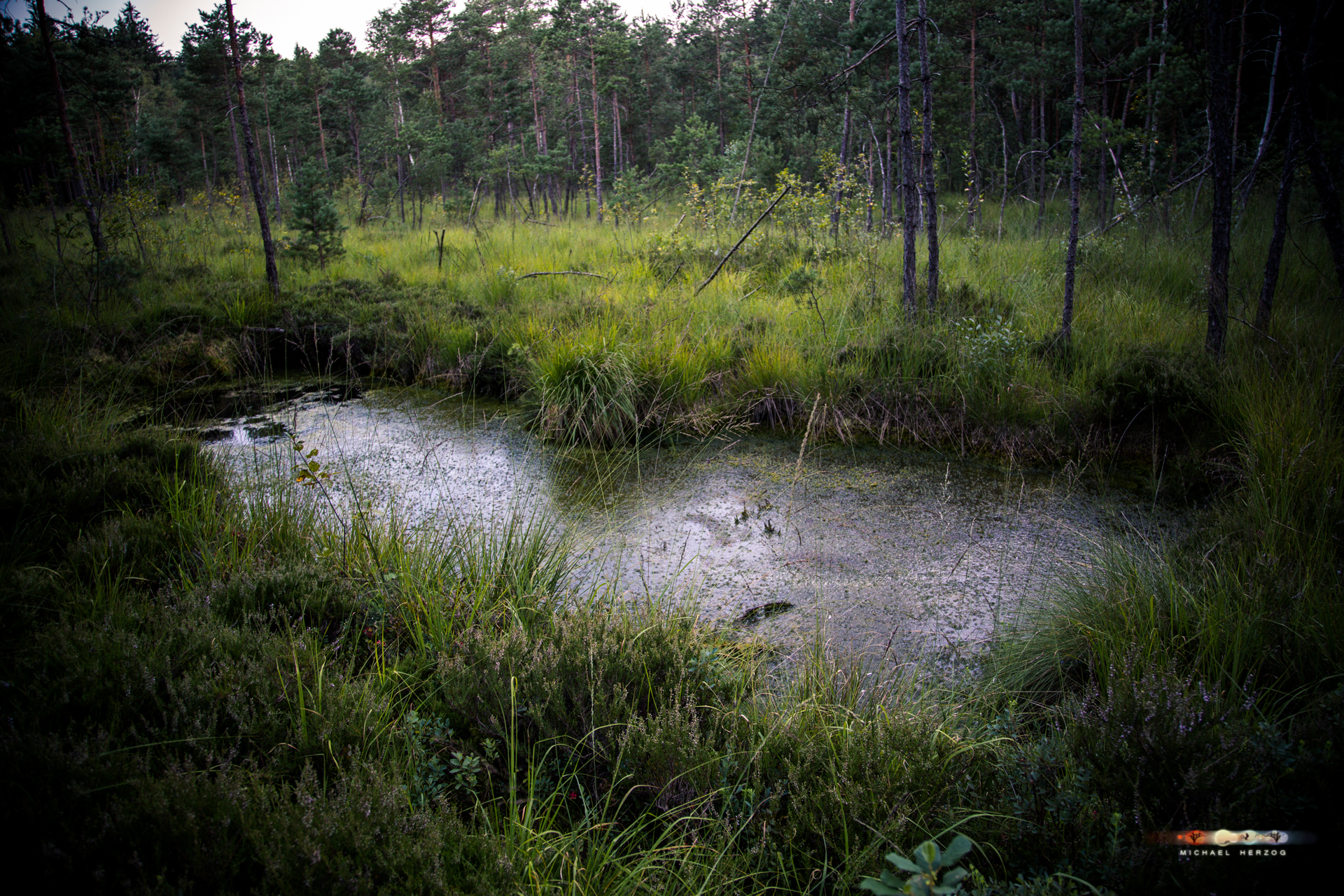 Bürmooser_Moor_August2018_MichaelHerzog-1167.jpg